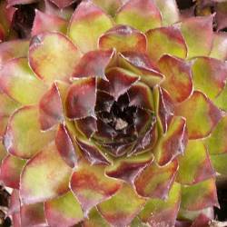 Sempervivum - Dachwurz - Hauswurz